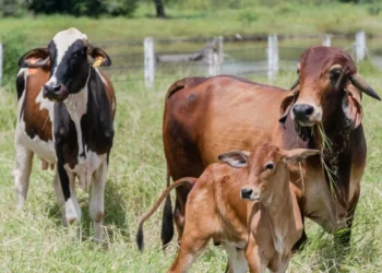 Tocantins tem 70 mil propriedades rurais e prazo da declaração de rebanhos se encerra dia 30