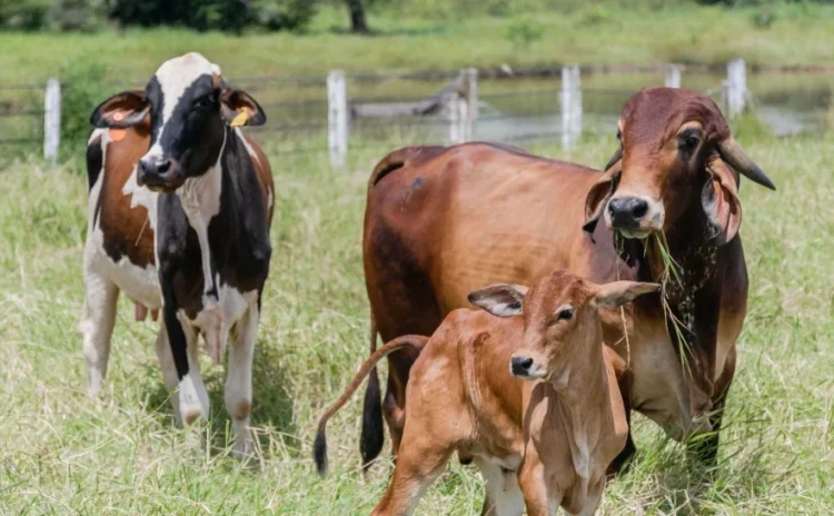 Tocantins tem 70 mil propriedades rurais e prazo da declaração de rebanhos se encerra dia 30
