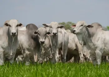Acompanhamento de abates impulsiona padronização das carcaças e valoriza o rebanho tocantinense