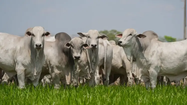 Acompanhamento de abates impulsiona padronização das carcaças e valoriza o rebanho tocantinense