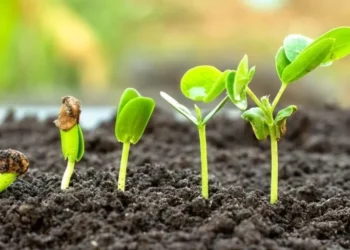 Regulamentação da Lei dos Bioinsumos deve ser concluída até dezembro, prevê Mapa