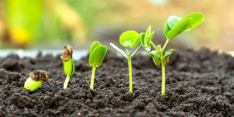 Regulamentação da Lei dos Bioinsumos deve ser concluída até dezembro, prevê Mapa