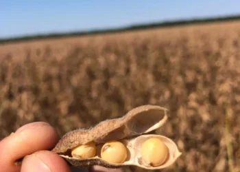 Brasil caminha para recorde histórico na safra de soja em 2026, segundo IBGE