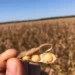 Brasil caminha para recorde histórico na safra de soja em 2026, segundo IBGE