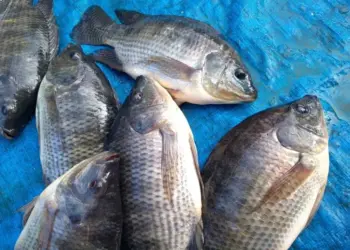 Curso de piscicultura capacita produtores do Pará e amplia conhecimento técnico