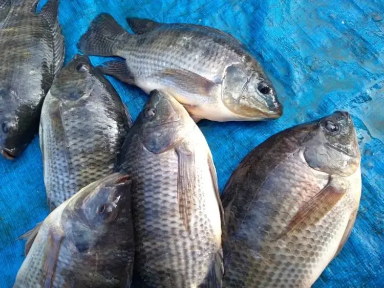 Curso de piscicultura capacita produtores do Pará e amplia conhecimento técnico