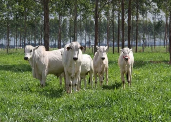 Estudo da Embrapa apresentado na COP30 indica que a pecuária brasileira é parte da solução climática