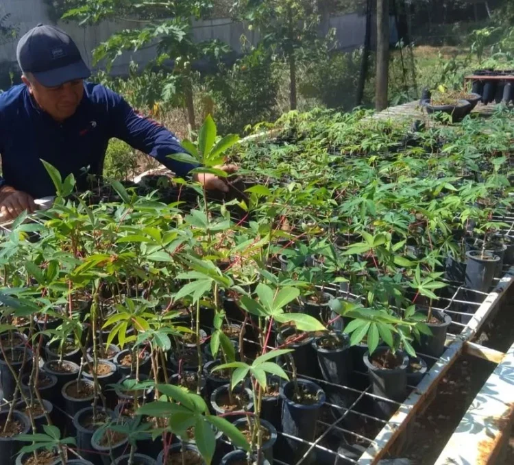 Startup do Tocantins será apresentada na COP30, em Belém 