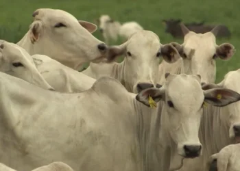 Adiamento de investigação na China eleva tensão sobre exportações brasileiras e pressiona o boi gordo