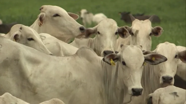 Adiamento de investigação na China eleva tensão sobre exportações brasileiras e pressiona o boi gordo