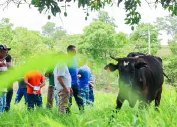 De 12 para 120 litros/dia: propriedade assistida pelo Projeto Balde Cheio apresenta salto na produção de leite no Tocantins