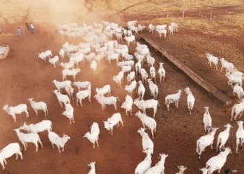 Sucessão familiar e novas práticas mudam realidade de familia