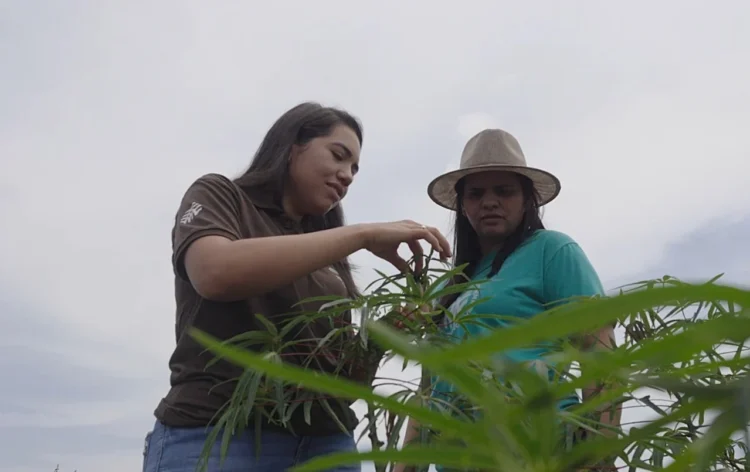 Produção de mandioca transforma a vida de produtores assistidos pelo Senar