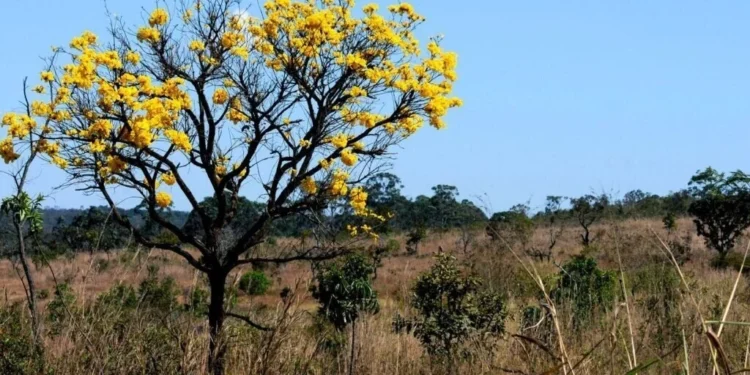 Assembleia aprova Medida Provisória para ampliar proteção da vegetação nativa no Tocantins