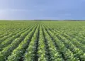 Safra 2025/26 começa com otimismo e inovação tecnológica no campo tocantinense, segundo Seagro