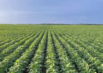 Safra 2025/26 começa com otimismo e inovação tecnológica no campo tocantinense, segundo Seagro