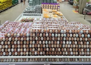 Produção de ovos caipiras em Palmas evidencia papel do agro no abastecimento das famílias