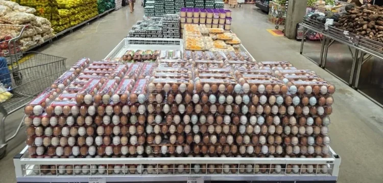 Produção de ovos caipiras em Palmas evidencia papel do agro no abastecimento das famílias