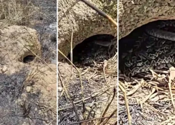Criança de 9 anos flagra ninho com filhotes de cascavel enquanto passeava em córrego no Tocantins