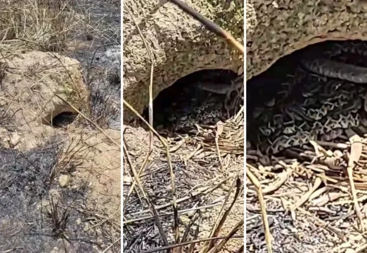 Criança de 9 anos flagra ninho com filhotes de cascavel enquanto passeava em córrego no Tocantins
