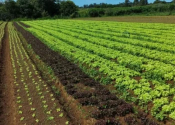 Novo sistema da Embrapa corta em 61% o consumo de água na produção de hortaliças