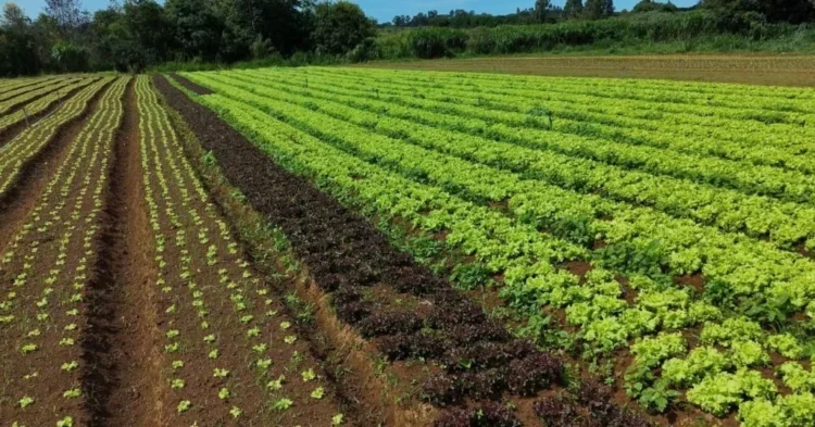 Novo sistema da Embrapa corta em 61% o consumo de água na produção de hortaliças