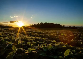 Produtores de soja que preservam o solo e a água passam a receber prêmio em novo seguro rural