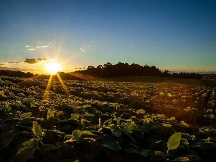 Produtores de soja que preservam o solo e a água passam a receber prêmio em novo seguro rural