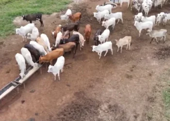 Como potencializar a produção do gado com a mineralização correta nas águas
