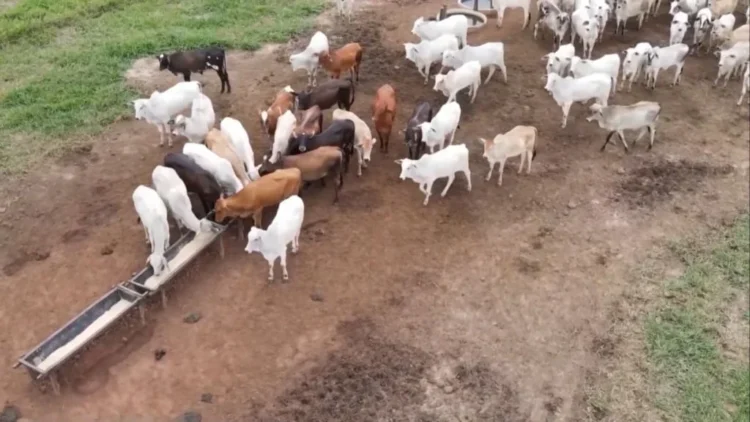 Como potencializar a produção do gado com a mineralização correta nas águas