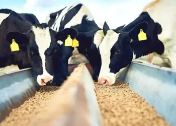 Mesmo entre os maiores produtores de ração, Brasil enfrenta cinco entraves para expandir exportações