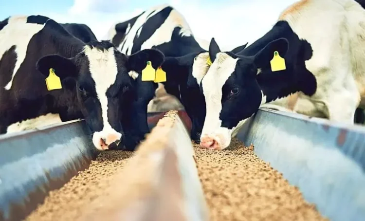 Mesmo entre os maiores produtores de ração, Brasil enfrenta cinco entraves para expandir exportações