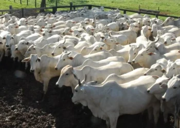 Cotação do boi gordo mantém tendência de alta no país, com destaque para valorização no Tocantins