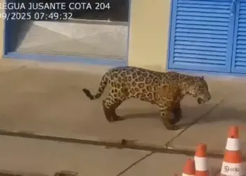 Registro de onça-pintada em usina hidrelétrica do Tocantins reforça presença da espécie na região