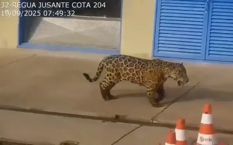 Registro de onça-pintada em usina hidrelétrica do Tocantins reforça presença da espécie na região