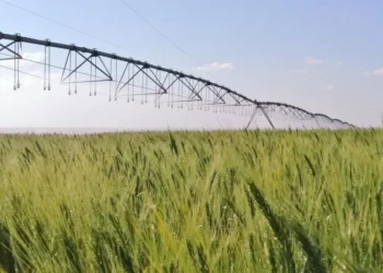 Manejo hídrico adequado corta em 50% as emissões do trigo no Cerrado, segundo Embrapa