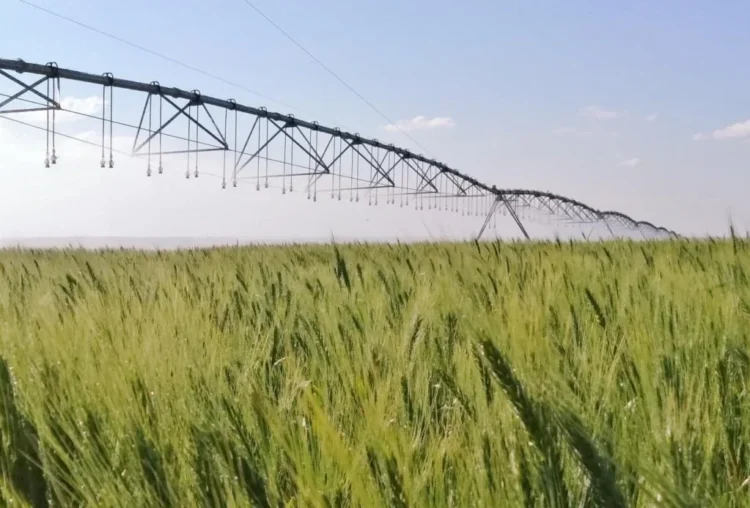 Manejo hídrico adequado corta em 50% as emissões do trigo no Cerrado, segundo Embrapa