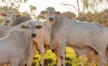 Tocantins supera meta do MAPA e registra 95,96% de animais declarados na Campanha de Informações Pecuárias