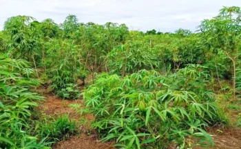 Chuvas aumentam vigilância contra vassoura-de-bruxa em lavouras de mandioca no Tocantins