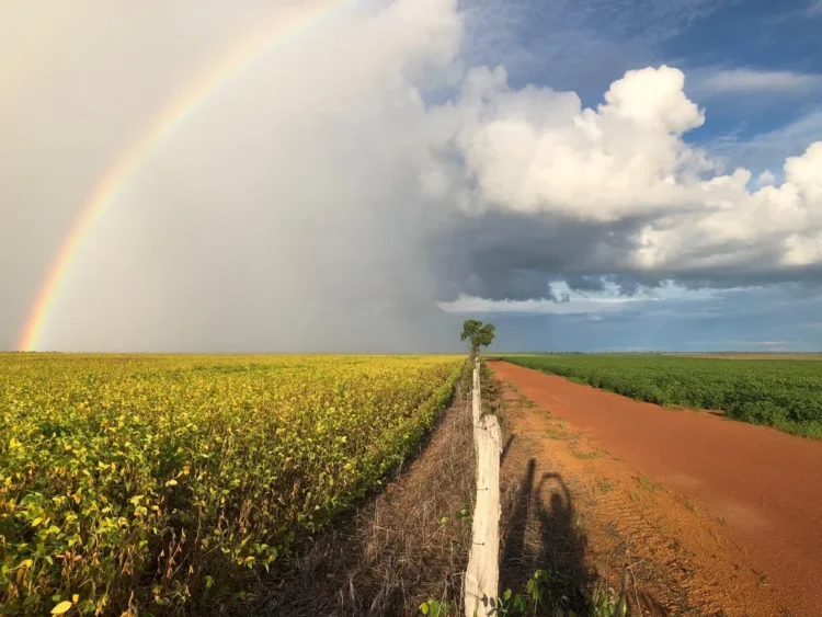 Comunidades rurais do Tocantins vivem insegurança alimentar por falta de plano de manejo em APAs