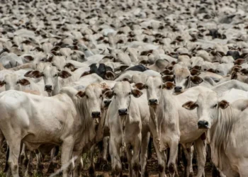 Alta de quase 50% nas exportações de carne ameniza queda da arroba