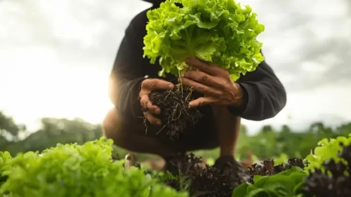 Gurupi começa mapeamento da Agricultura Familiar 2026 para garantir produtos à rede municipal de ensino