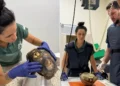 Após sete meses de cuidados, jabuti encontrado sob piso de casa retorna à natureza