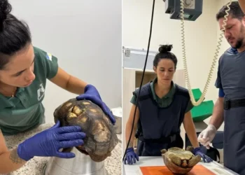 Após sete meses de cuidados, jabuti encontrado sob piso de casa retorna à natureza