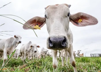 Em visita técnica a Santa Catarina, representantes agropecuários do Tocantins conhecem sistema referência em rastreabilidade bovina