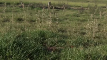 Gado rejeita pasto contaminado: 72% do tempo é gasto em áreas livres de plantas daninhas