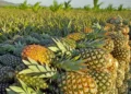 Produção de abacaxi coloca Dois Irmãos do Tocantins entre os maiores do Norte