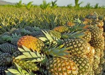 Produção de abacaxi coloca Dois Irmãos do Tocantins entre os maiores do Norte