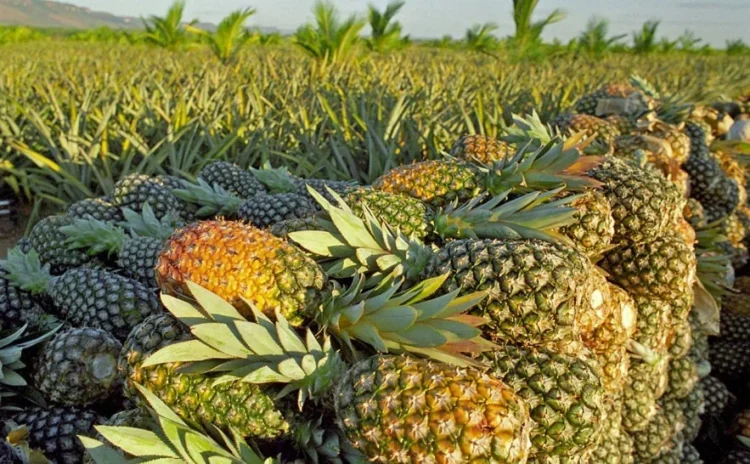 Produção de abacaxi coloca Dois Irmãos do Tocantins entre os maiores do Norte