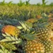 Produção de abacaxi coloca Dois Irmãos do Tocantins entre os maiores do Norte